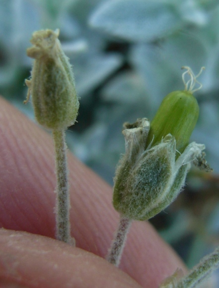 Cerastium tomentosum / Peverina tomentosa